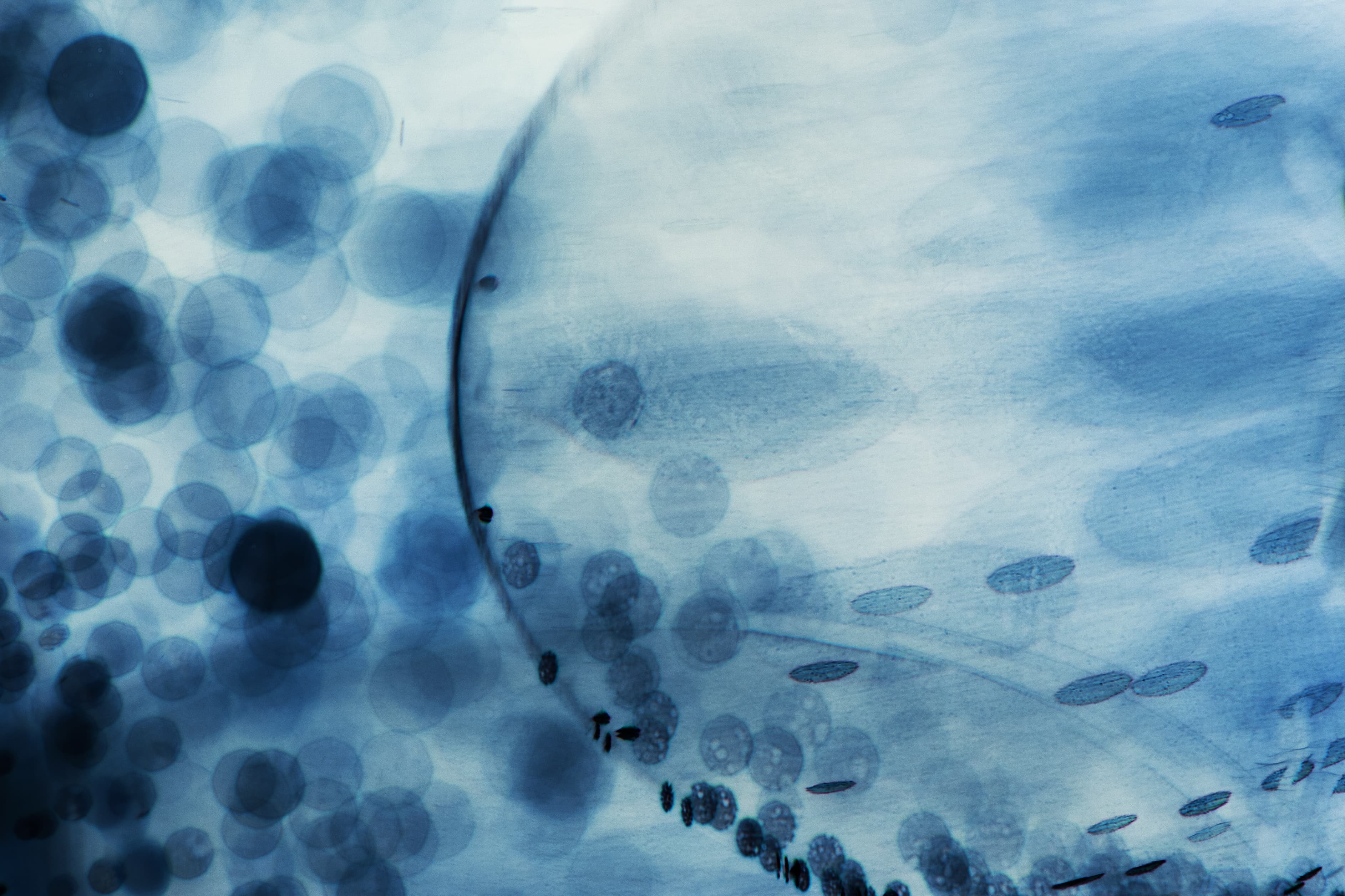 Abstract blue-toned microscopy-style image showing overlapping translucent circular forms and bubbles.